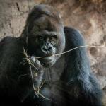 Muere a los 44 años Gino, el gorila más viejo del parque Animal Kingdom de Disney. Foto: La Hora: EFE