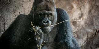 Muere a los 44 años Gino, el gorila más viejo del parque Animal Kingdom de Disney. Foto: La Hora: EFE