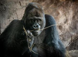 Muere a los 44 años Gino, el gorila más viejo del parque Animal Kingdom de Disney. Foto: La Hora: EFE