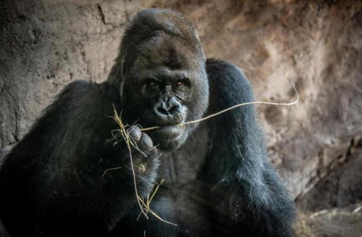 Muere a los 44 años Gino, el gorila más viejo del parque Animal Kingdom de Disney. Foto: La Hora: EFE