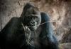 Muere a los 44 años Gino, el gorila más viejo del parque Animal Kingdom de Disney. Foto: La Hora: EFE