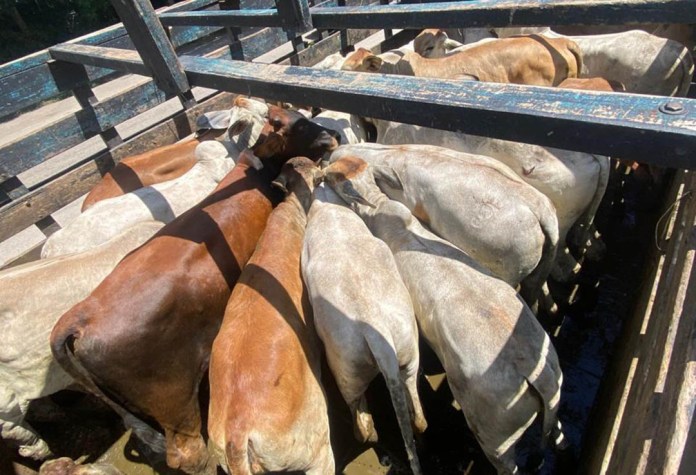Por gusano barrenador más de 9 mil animales fueron inspeccionados; 82 nuevos casos se reportan. Foto La Hora: MAGA