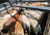 Por gusano barrenador más de 9 mil animales fueron inspeccionados; 82 nuevos casos se reportan. Foto La Hora: MAGA