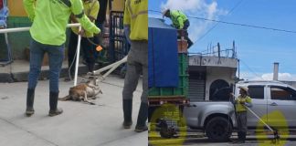 MAGA dice dar inicio a investigación por maltrato animal por parte de municipalidad de Uspantán, Quiché.