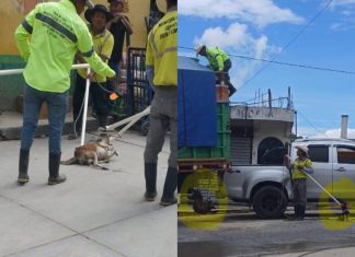 MAGA dice dar inicio a investigación por maltrato animal por parte de municipalidad de Uspantán, Quiché.