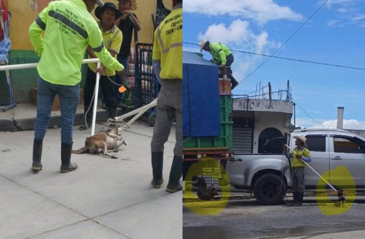 MAGA dice dar inicio a investigación por maltrato animal por parte de municipalidad de Uspantán, Quiché.
