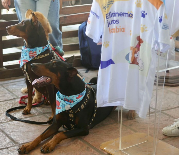 Jornada de vacunación canina dará inicio el próximo 12 de octubre, según informó el Ministerio de Salud. Foto La Hora: MSPAS
