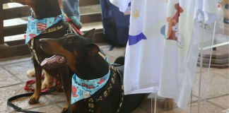 Jornada de vacunación canina dará inicio el próximo 12 de octubre, según informó el Ministerio de Salud. Foto La Hora: MSPAS