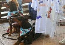 Jornada de vacunación canina dará inicio el 12 de octubre, anuncia Ministerio de Salud Jornada de vacunación canina dará inicio el próximo 12 de octubre, según informó el Ministerio de Salud. Foto La Hora: MSPAS