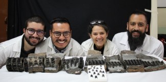 Descubren en el centro de Colombia el fósil del tiburón gigante más completo del mundo