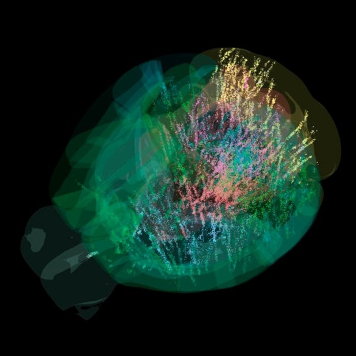 Hemos iluminado cada neurona del cerebro como si fuera un árbol de navidad