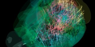 Hemos iluminado cada neurona del cerebro como si fuera un árbol de navidad". Foto: La Hora: EFE