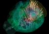 Hemos iluminado cada neurona del cerebro como si fuera un árbol de navidad". Foto: La Hora: EFE