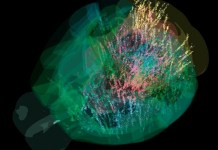 Expertos aseguran que el cerebro actúa como un todo en la toma de decisiones y las expectativas Hemos iluminado cada neurona del cerebro como si fuera un árbol de navidad". Foto: La Hora: EFE