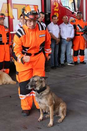 Binomios caninos de Bomberos Voluntarios reciben certificación internacional en búsquedas de víctimas extraviadas