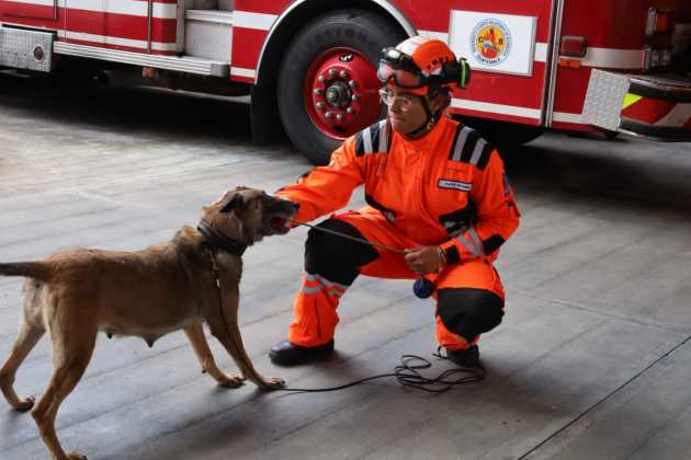 Binomios caninos de Bomberos Voluntarios reciben certificación internacional en búsquedas de víctimas extraviadas