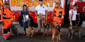 Binomios caninos de Bomberos Voluntarios reciben certificación internacional en búsquedas de víctimas extraviadas