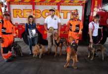 Binomios caninos de Bomberos Voluntarios reciben certificación internacional en búsquedas de víctimas extraviadas Binomios caninos de Bomberos Voluntarios reciben certificación internacional en búsquedas de víctimas extraviadas