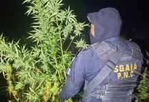 PNC erradica más de Q2 millones en plantaciones de presunta marihuana en Petén PNC erradica más de Q2 millones en plantaciones de mariahuana en Petén