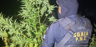 PNC erradica más de Q2 millones en plantaciones de mariahuana en Petén