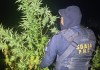 PNC erradica más de Q2 millones en plantaciones de mariahuana en Petén