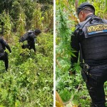 Erradican 12.000 matas de marihuana en Totonicapán con valor cercano a cuatro millones de quetzales
