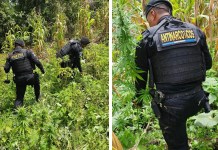 Erradican 12 mil matas de marihuana en Totonicapán con valor cercano a Q4 millones Erradican 12.000 matas de marihuana en Totonicapán con valor cercano a cuatro millones de quetzales