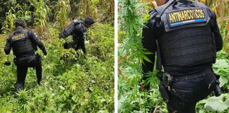 Erradican 12.000 matas de marihuana en Totonicapán con valor cercano a cuatro millones de quetzales
