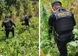 Erradican 12.000 matas de marihuana en Totonicapán con valor cercano a cuatro millones de quetzales