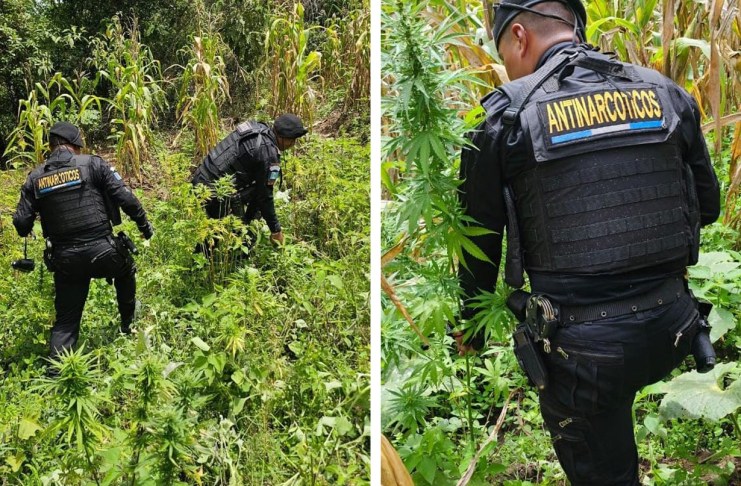 Erradican 12.000 matas de marihuana en Totonicapán con valor cercano a cuatro millones de quetzales