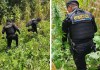 Erradican 12.000 matas de marihuana en Totonicapán con valor cercano a cuatro millones de quetzales