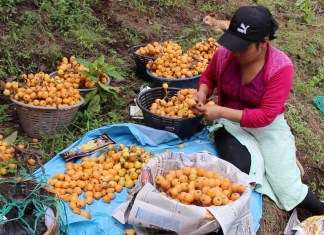 Festival del Níspero