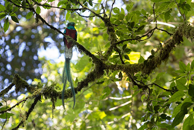 El Día del Quetzal recuerda la majestuosidad de esta ave y el compromiso de todos los guatemaltecos para protegerla. Foto: CONAP