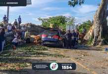 Árbol cae sobre vehículo. Foto La Hora: ASONBOMD