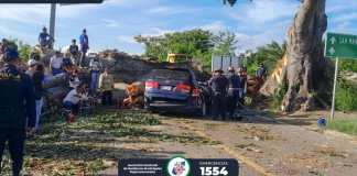 Árbol cae sobre vehículo. Foto La Hora: ASONBOMD