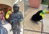 Rescate de un tucán que habría ingresado a una vivienda en zona 8 de Mixco. Foto La Hora: MuniMixco