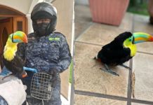 Policía Forestal rescata a un tucán en Ciudad San Cristóbal Rescate de un tucán que habría ingresado a una vivienda en zona 8 de Mixco. Foto La Hora: MuniMixco