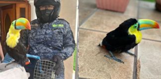 Policía Forestal rescata a un tucán en Ciudad San Cristóbal Rescate de un tucán que habría ingresado a una vivienda en zona 8 de Mixco. Foto La Hora: MuniMixco
