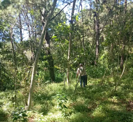 Búsqueda del Jaguar Melánico. Foto La Hora: Conap
