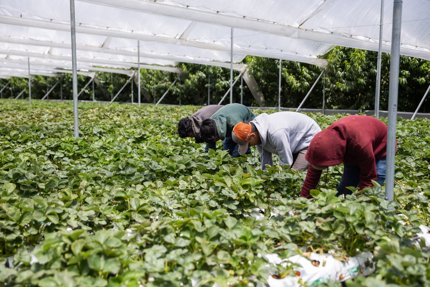 Tierra Fértil es un programa que transforma las empresas y a los trabajadores. Foto: Cortesía de Walmart México y Centroamérica.