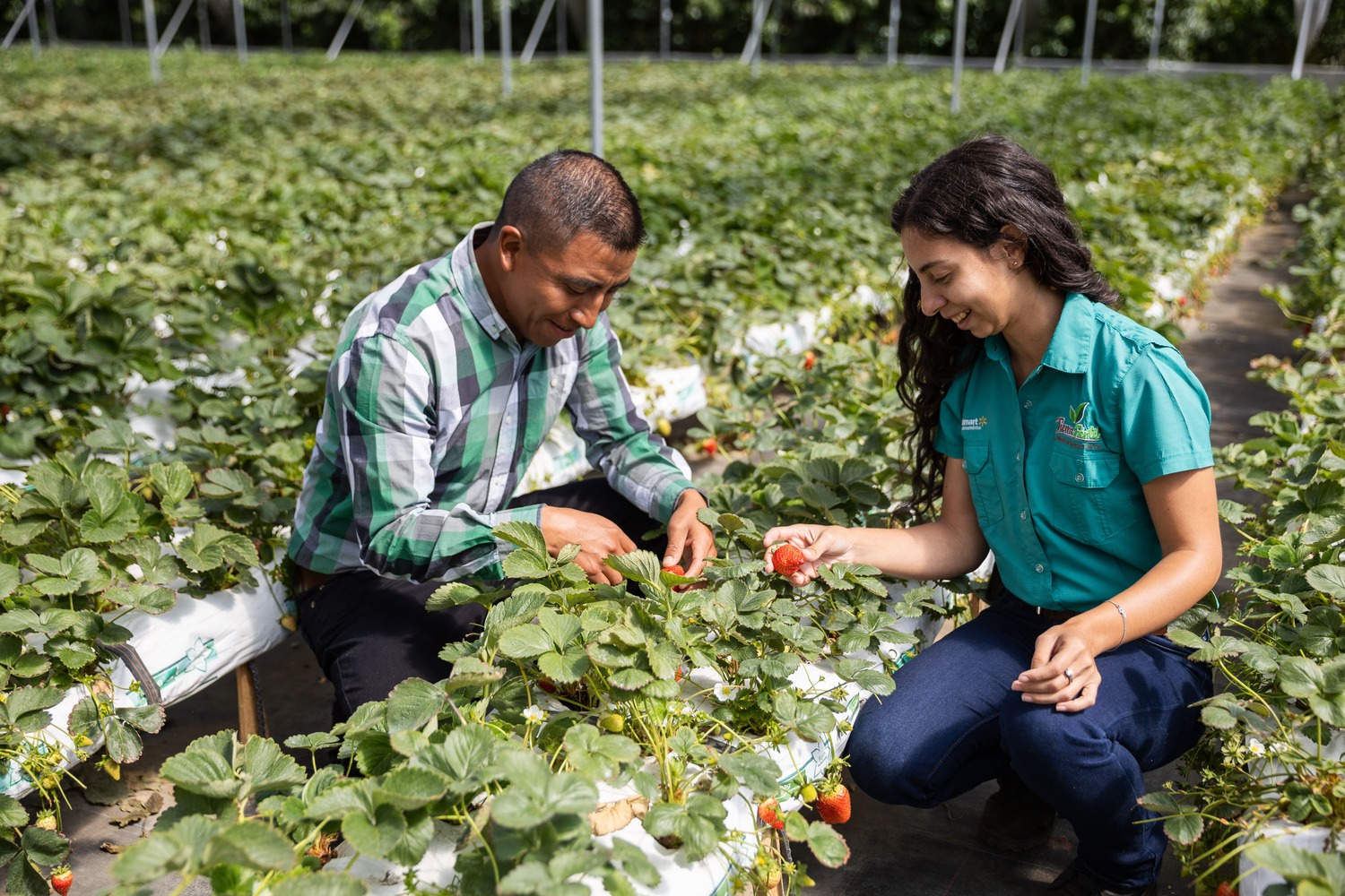 Campo de cultivo de fresas hidropónica de Distribuidora y Servicios Chumil. Foto: Cortesía Walmart México y Centroamérica.