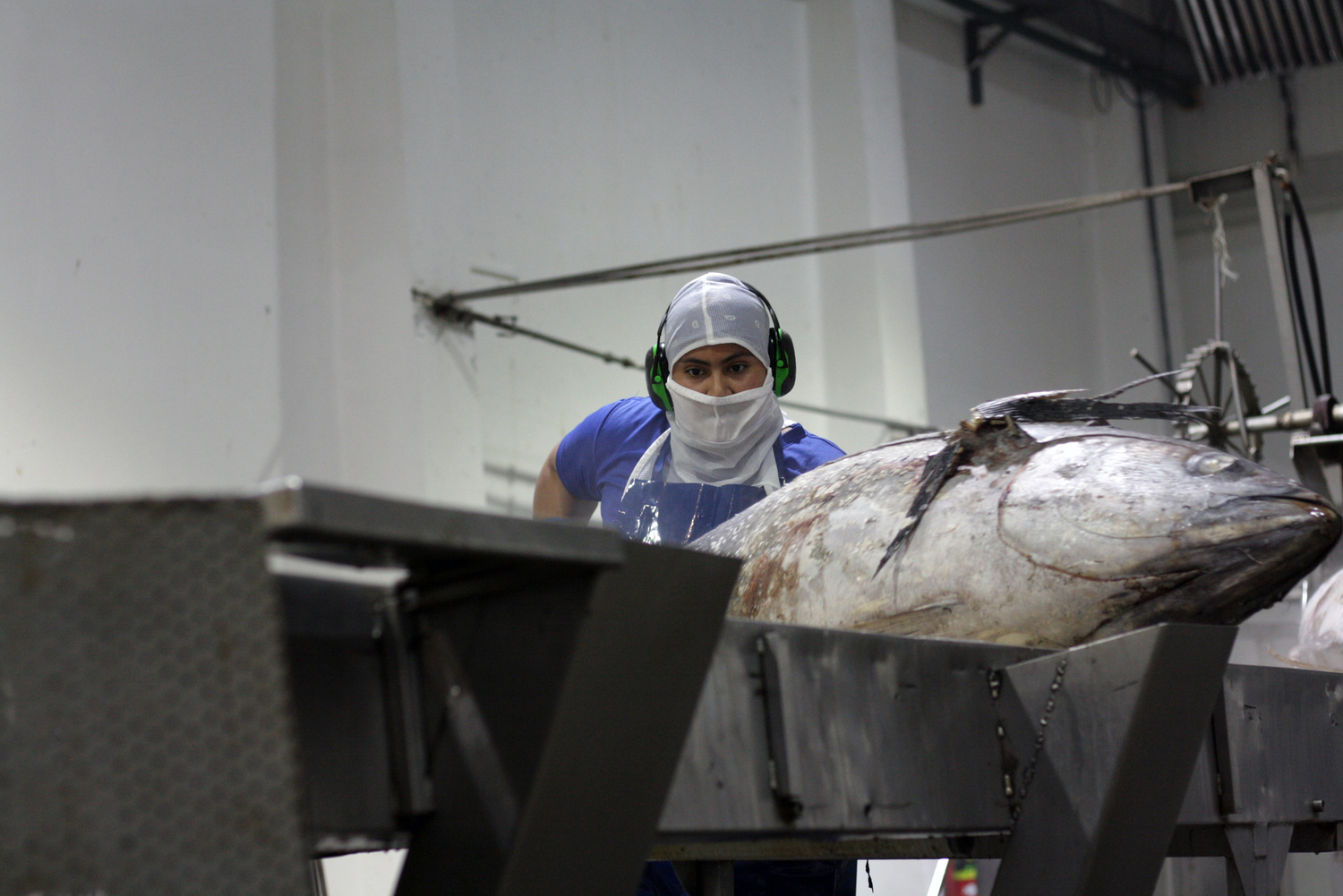 Mujer cortando atún en planta de IACASA. Foto: Cortesía de IACASA 2025.