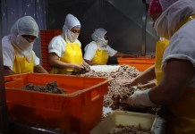 IACASA apoya el sector pesquero guatemalteco con sostenibilidad Mujeres en planta de procesamiento de atún de IACASA, Escuintla, Guatemala. Foto: Cortesía de IACASA.