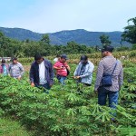 Cultivos más amenazados por las lluvias. Foto La Hora: MAGA.
