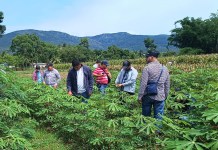 Cultivos más amenazados por las lluvias. Foto La Hora: MAGA.