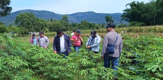 Cultivos más amenazados por las lluvias. Foto La Hora: MAGA.