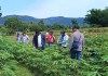 Cultivos más amenazados por las lluvias. Foto La Hora: MAGA.