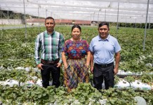 Distribuidora y Servicios Chumil innova el cultivo de fresas junto a Walmart Fundadores y representantes de Distribuidora y Servicios Chumil. Foto: Cortesía Walmart México y Centroamérica.