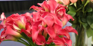 Industria de plantas crece y atrae compradores internacionales que vendrán al país este mes