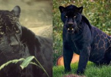 ¿Qué hacer si veo al jaguar melánico desaparecido en San Juan Sacatepéquez?, esto recomienda Conap Jaguar Melanico